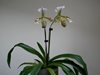 Paphiopedilum spicerianum